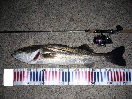 湾内散策釣行にて